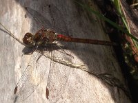 Sympetrum striolatum 30, Bruinrode heidelibel, Saxifraga-Frank Dorsman  Sympetrum striolatumAW-duinen 280811