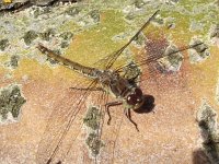 Sympetrum striolatum 31, Bruinrode heidelibel, Saxifraga-Frank Dorsman  Sympetrum striolatum, Bruinrode heidelibelAW-duinen 280811