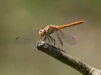 Sympetrum striolatum 32, Bruinrode heidelibel, Saxifraga-Bart Vastenhouw