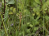 Sympetrum striolatum 33, Bruinrode heidelibel, Saxifraga-Willem van Kruijsbergen