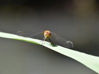 Sympetrum striolatum 38, Bruinrode heidelibel, Saxifraga-Luuk Vermeer