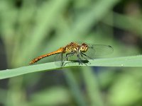 Sympetrum striolatum 39, Bruinrode heidelibel, Saxifraga-Luuk Vermeer