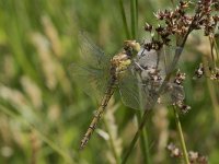 Sympetrum striolatum 43, Bruinrode heidelibel, Saxifraga-Willem van Kruijsbergen