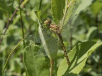 Sympetrum striolatum 45, Bruinrode heidelibel, Saxifraga-Willem van Kruijsbergen