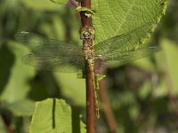 Sympetrum striolatum 48, Bruinrode heidelibel, Saxifraga-Willem van Kruijsbergen