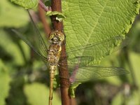 Sympetrum striolatum 49, Bruinrode heidelibel, Saxifraga-Willem van Kruijsbergen