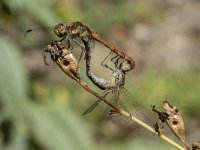 Sympetrum striolatum 50, Bruinrode heidelibel, Saxifraga-Willem van Kruijsbergen