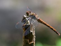 Sympetrum striolatum 57, Bruinrode heidelibel, Saxifraga-Tom Heijnen