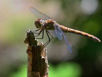 Sympetrum striolatum 59, Bruinrode heidelibel, Saxifraga-Tom Heijnen