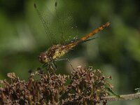 Sympetrum striolatum 67, Bruinrode heidelibel, Saxifraga-Jan van der Straaten
