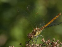 Sympetrum striolatum 69, Bruinrode heidelibel, Saxifraga-Jan van der Straaten