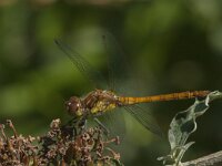 Sympetrum striolatum 71, Bruinrode heidelibel, Saxifraga-Jan van der Straaten