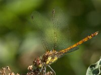 Sympetrum striolatum 72, Bruinrode heidelibel, Saxifraga-Jan van der Straaten