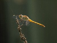 Sympetrum striolatum 74, Bruinrode heidelibel, Saxifraga-Jan van der Straaten
