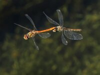 Sympetrum striolatum 76, Bruinrode heidelibel, tandem, Saxifraga-Bart Heijne : 2024, Groene Grens, KNNV, Sympetrum striolatum, Veenendaal, augustus, bruinrode heidelibel, insect, inventarisatie, libel, tandem, vliegend, zomer
