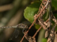 Sympetrum striolatum 82, Bruinrode heidelibel, Saxifraga-Jan van der Straaten