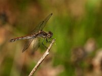Sympetrum striolatum 83, Bruinrode heidelibel, Saxifraga-Jan van der Straaten