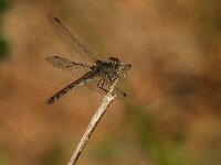 Sympetrum striolatum 85, Bruinrode heidelibel, Saxifraga-Jan van der Straaten