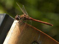 Sympetrum striolatum 88, Bruinrode heidelibel, male, Saxifraga-Jan van der Straaten