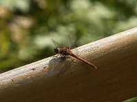 Sympetrum striolatum 95, Bruinrode heidelibel, male, Saxifraga-Jan van der Straaten