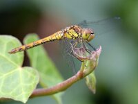 Sympetrum striolatum 99, Bruinrode heidelibel, Saxifraga-Tom Heijnen