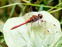 Sympetrum vulgatum 42, Steenrode heidelibel, Saxifraga-Bart Vastenhouw