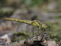 Sympetrum vulgatum 45, Steenrode heidelibel, Saxifraga-Luuk Vermeer