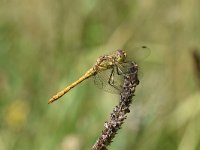 Sympetrum vulgatum 48, Steenrode heidelibel, Saxifraga-Luuk Vermeer