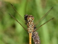 Sympetrum vulgatum 50, Steenrode heidelibel, Saxifraga-Luuk Vermeer