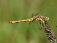 Sympetrum vulgatum 51, Steenrode heidelibel, Saxifraga-Luuk Vermeer