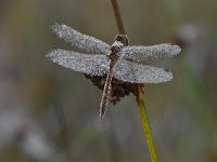 Sympetrum vulgatum 55, Steenrode heidelibel, Saxifraga-Luuk Vermeer