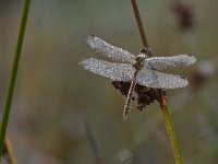 Sympetrum vulgatum 57, Steenrode heidelibel, Saxifraga-Luuk Vermeer