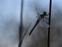 Sympetrum vulgatum 59, Steenrode heidelibel, Saxifraga-Luuk Vermeer