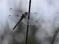 Sympetrum vulgatum 62, Steenrode heidelibel, Saxifraga-Luuk Vermeer