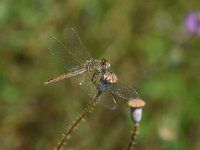 Sympetrum vulgatum 64, Steenrode heidelibel, Saxifraga-Luuk Vermeer