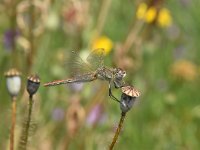 Sympetrum vulgatum 65, Steenrode heidelibel, Saxifraga-Luuk Vermeer