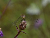 Sympetrum vulgatum 67, Steenrode heidelibel, Saxifraga-Luuk Vermeer