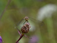 Sympetrum vulgatum 68, Steenrode heidelibel, Saxifraga-Luuk Vermeer