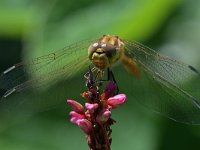 Sympetrum vulgatum 72, Steenrode heidelibel, Saxifraga-Tom Heijnen