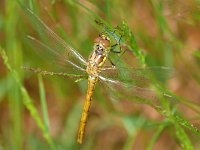 Sympetrum vulgatum 75, Steenrode heidelibel, Saxifraga-Tom Heijnen