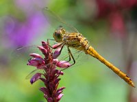 Sympetrum vulgatum 76, Steenrode heidelibel, Saxifraga-Tom Heijnen