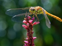 Sympetrum vulgatum 77, Steenrode heidelibel, Saxifraga-Tom Heijnen