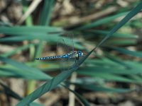 Aeshna affinis 1, Zuidelijke glazenmaker, male, Saxifraga-Robert Ketelaar