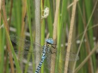 Aeshna affinis 4, Zuidelijke glazenmaker, Saxifraga-Rob Felix : Animalia, Arthropoda, Insecta, Odonata, Project Natuurbalans, animal, arthropod, dargonfly, dier, dieren, geleedpotige, geleedpotigen, insect, insecten, juffer, libel, libellen