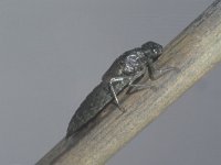 Aeshna cyanea, Southern Hawker