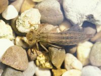 Aeshna cyanea 11, Blauwe glazenmaker, larva, Vlinderstichting-Albert Vliegenthart