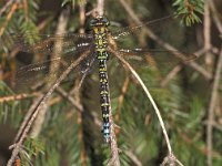 Aeshna cyanea 13, Blauwe glazenmaker, male, Vlinderstichting-Albert Vliegenthart