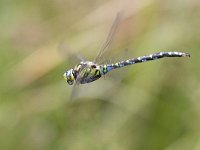 Aeshna cyanea, Blauwe glazenmaker  Aeshna cyanea, Blauwe glazenmaker : Aeshna cyanea, Blauwe glazenmaker, Hongarije, Southern Hawker, adult, august, augustus, blauw, blue, dragonfly, flying, green, groen, hovering, libel, summer, vliegbeeld, vliegend, volwassen, zomer