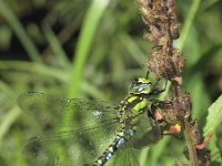 Aeshna cyanea 19, Blauwe glazenmaker, Saxifraga-Rob Felix : Animalia, Arthropoda, Insecta, Odonata, animal, arthropod, dargonfly, dier, dieren, geleedpotige, geleedpotigen, insect, insecten, juffer, libel, libellen