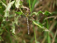 Aeshna cyanea 21, Blauwe glazenmaker, Saxifraga-Rudmer Zwerver